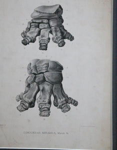'Dinoceras Mirabile' 1884