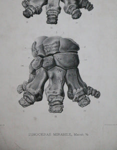 'Dinoceras Mirabile' 1884