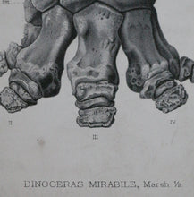 Load image into Gallery viewer, &#39;Dinoceras Mirabile&#39; 1884
