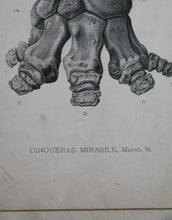 Load image into Gallery viewer, &#39;Dinoceras Mirabile&#39; 1884
