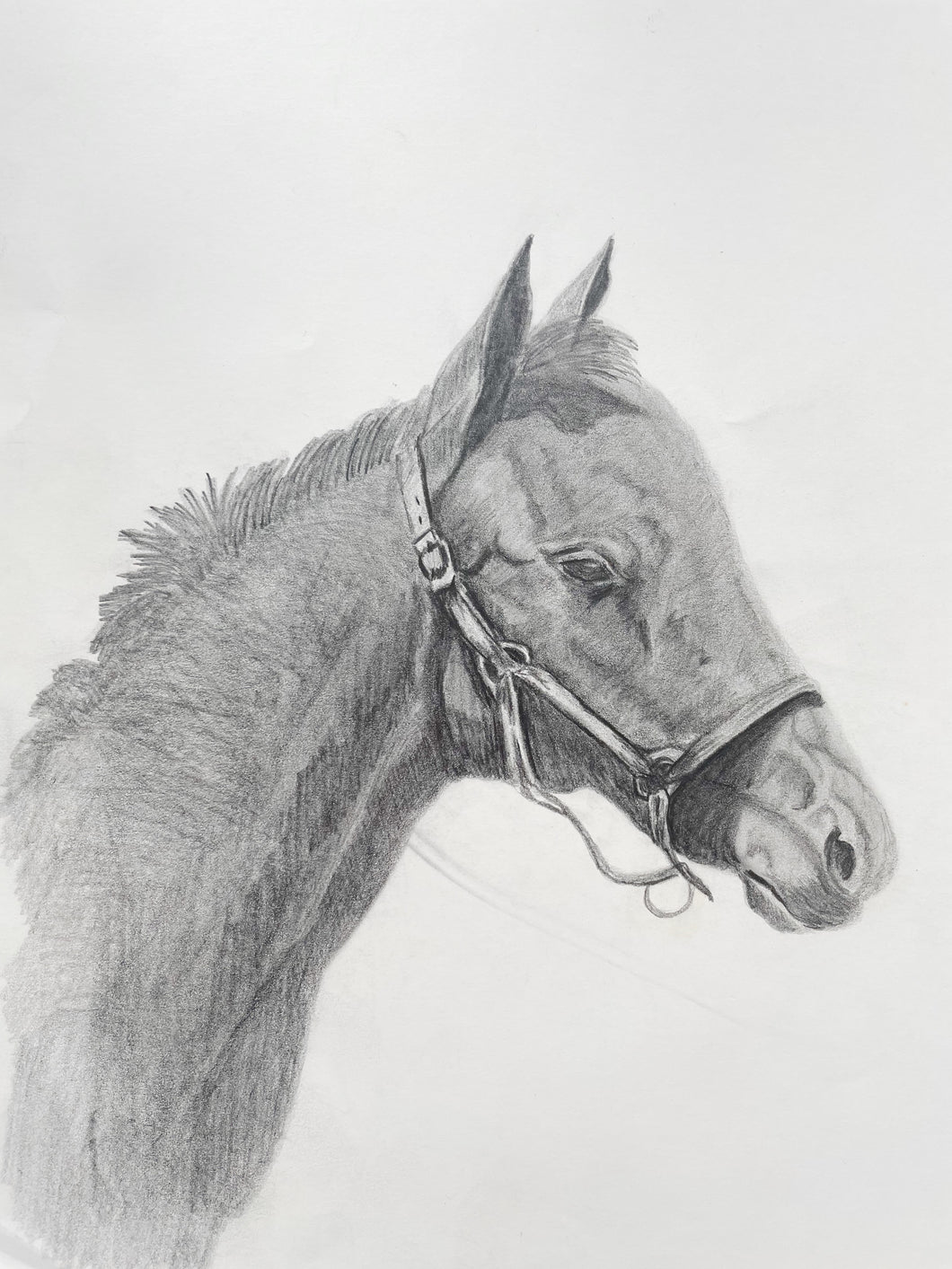 Original Horse Drawing