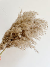 Load image into Gallery viewer, Set of Three Super Fluffy Pampas Grass Stems
