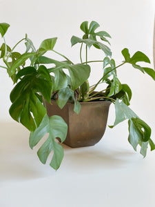 Large Brass Planter