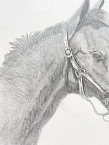 Original Horse Drawing