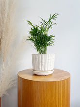 Load image into Gallery viewer, McCoy Bamboo Ceramic Planter
