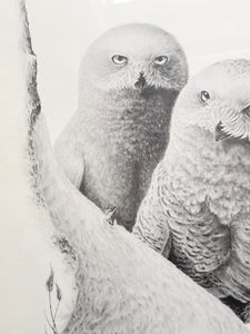 Framed Owl Print Signed by Robert Blair