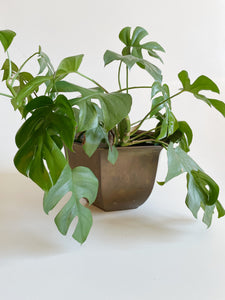Large Brass Planter