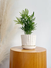 Load image into Gallery viewer, McCoy Bamboo Ceramic Planter
